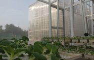 A new technology using AI is saving 50% of energy in Hydroponics Vertical Farms.