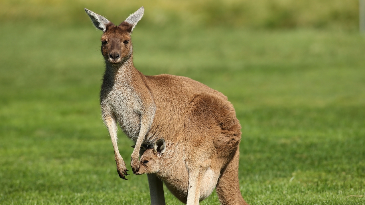 Global Warming, Heat, Draught and the Fate of the Kangaroos.